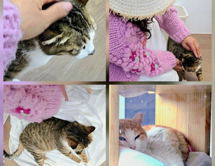 A City Where Humans and Animals Coexist: The Dangjin Animal Shelter float