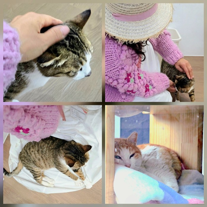 A City Where Humans and Animals Coexist: The Dangjin Animal Shelter3378