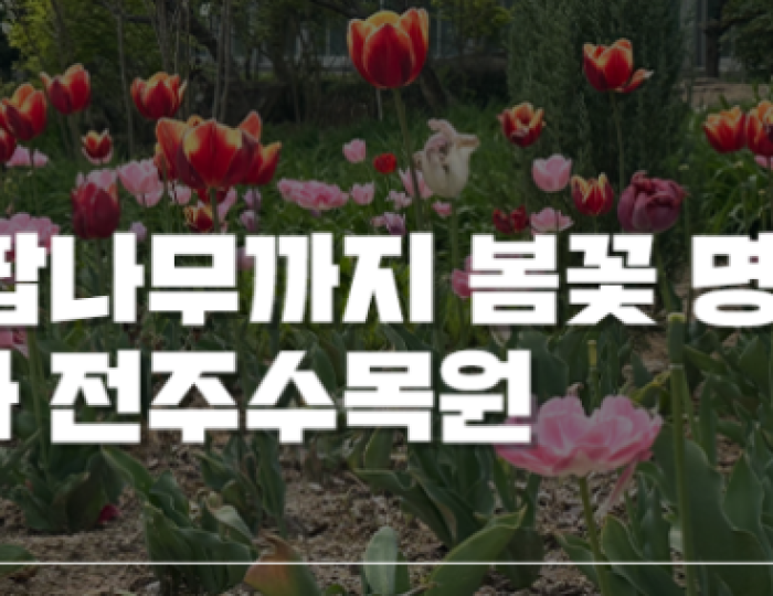 Spring Flower Attractions in Jeonju: Free Admission float