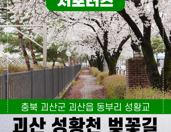 Exploring the Serene Cherry Blossom Path in Goesan float