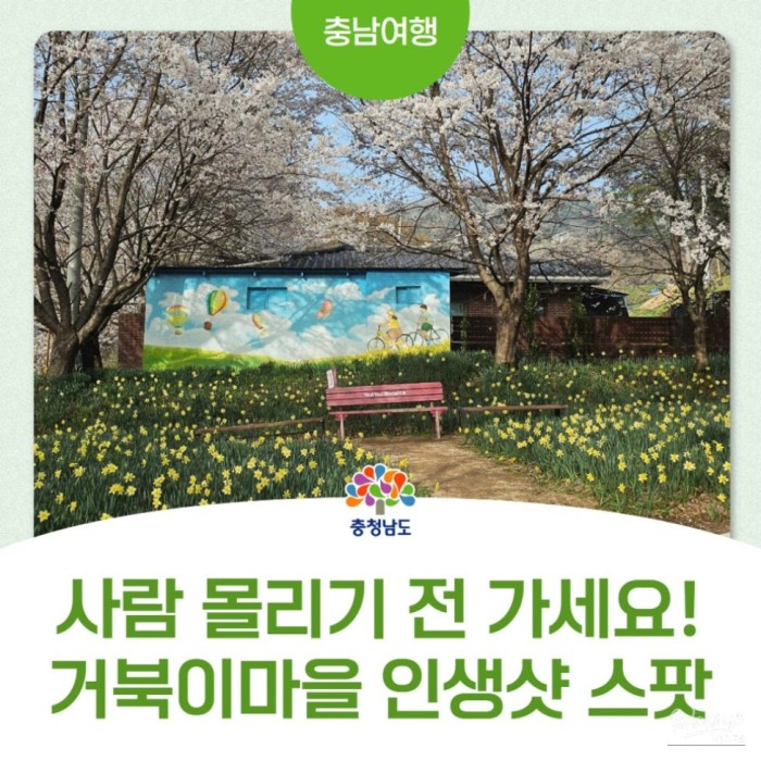 Exploring Turtle Village in Chungnam: A Hidden Spring Gem3384