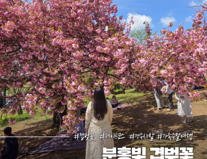 Spring Blossoms at Bulguksa Temple float