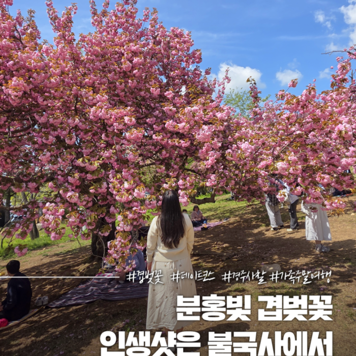 Spring Blossoms at Bulguksa Temple3383