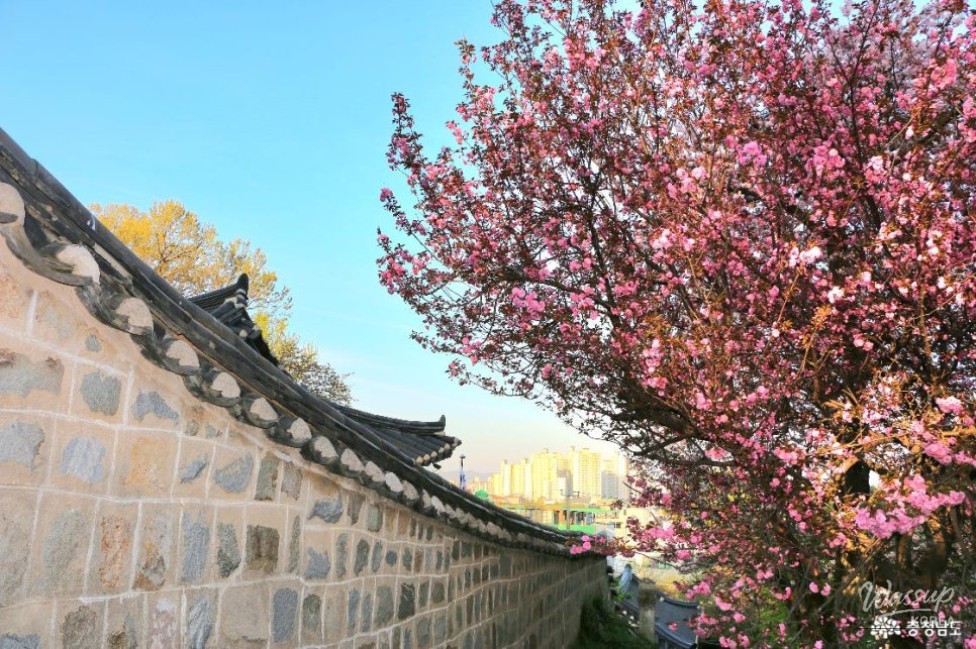 Exploring Seongam Seowon: A Hidden Gem in Spring_03