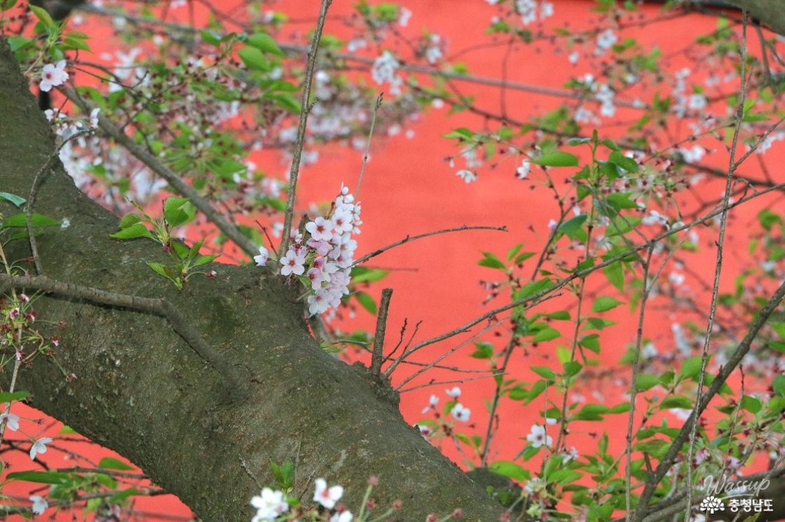 Exploring Seongam Seowon: A Hidden Gem in Spring_11