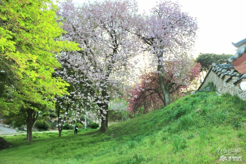 Exploring Seongam Seowon: A Hidden Gem in Spring_09