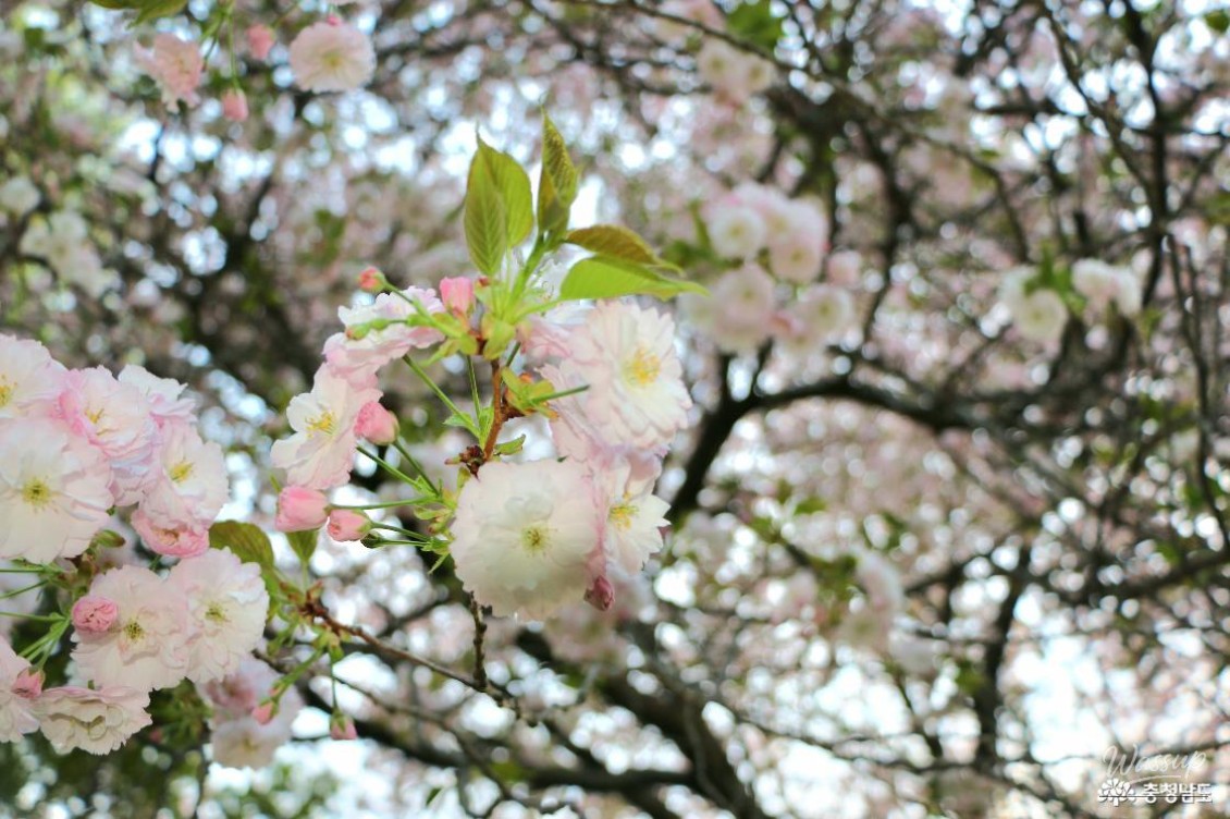 Exploring Seongam Seowon: A Hidden Gem in Spring_07