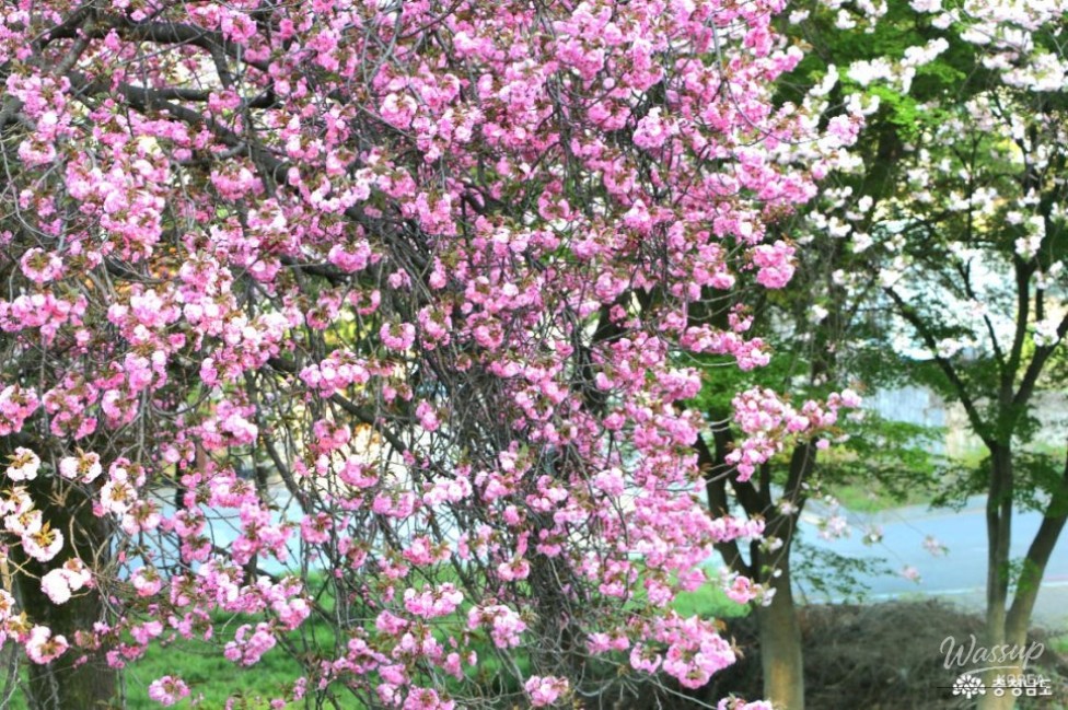 Exploring Seongam Seowon: A Hidden Gem in Spring_08