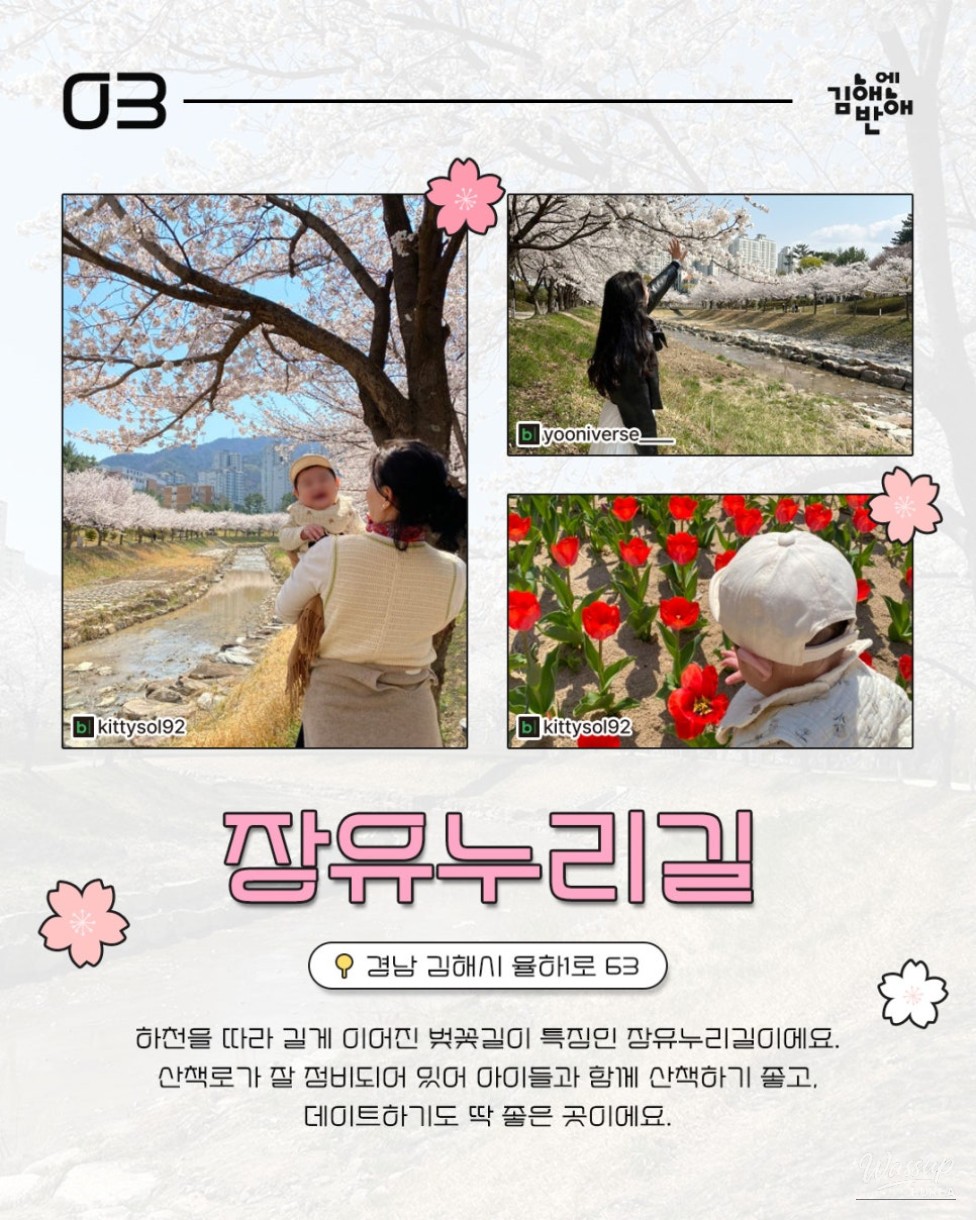 Cherry Blossom Spots in Gimhae for Next Year_04