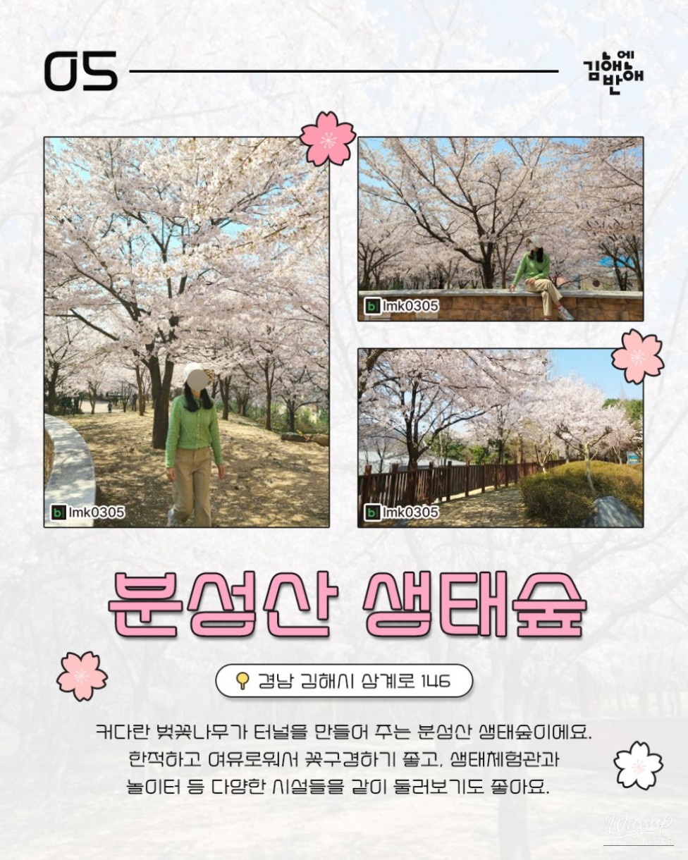 Cherry Blossom Spots in Gimhae for Next Year_06