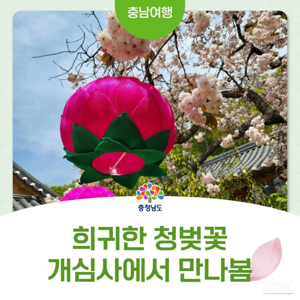 Exploring the Beauty of Gaesimsa Temple and Its Cherry Blossoms_01