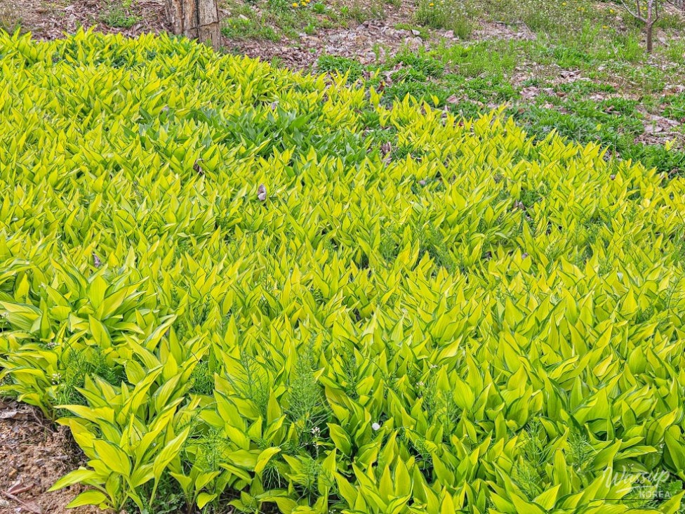 Exploring the Healing Forest of Saenggeo Jincheon_15