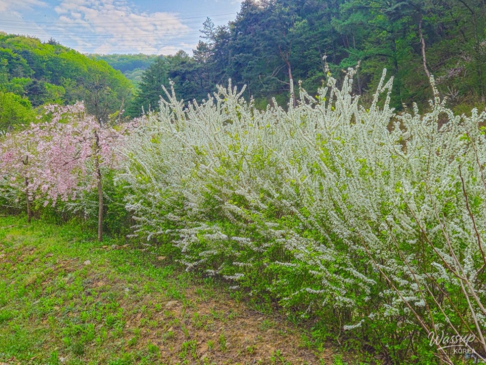 Exploring the Healing Forest of Saenggeo Jincheon_12