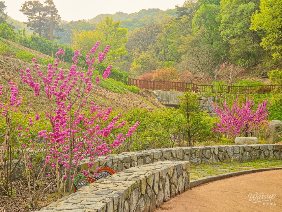 Exploring the Healing Forest of Saenggeo Jincheon_16