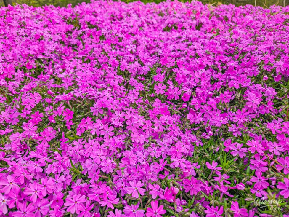 Exploring the Healing Forest of Saenggeo Jincheon_07