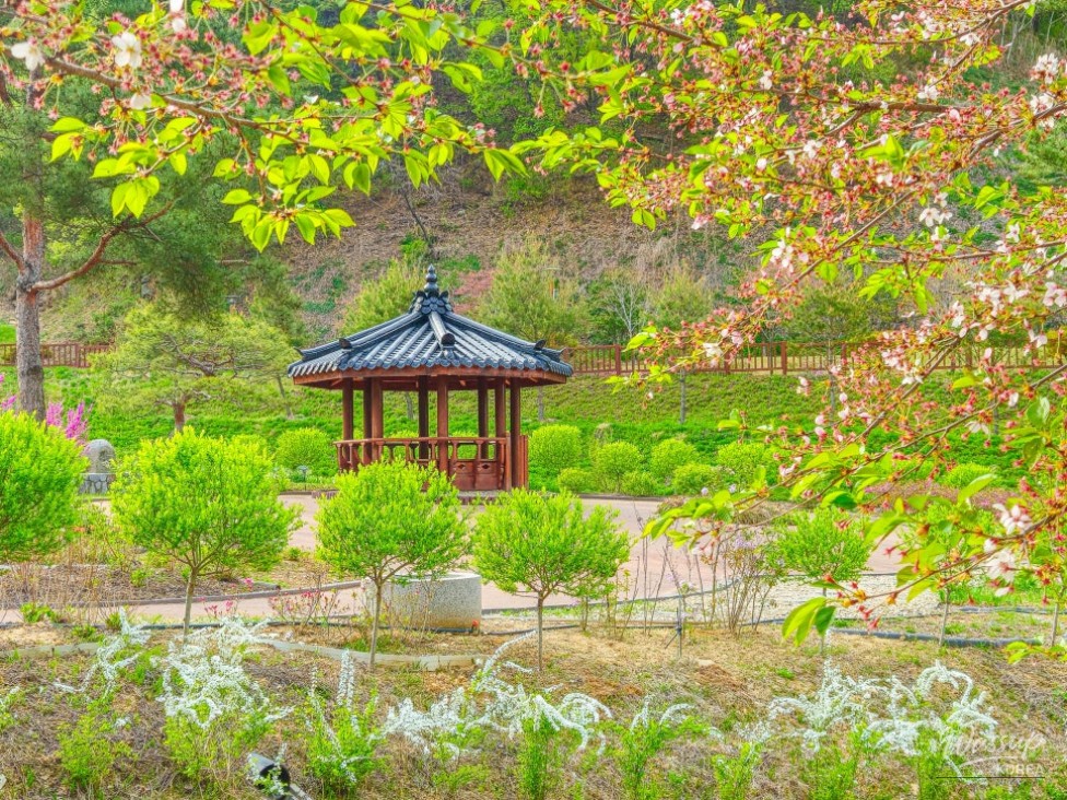 Exploring the Healing Forest of Saenggeo Jincheon_02
