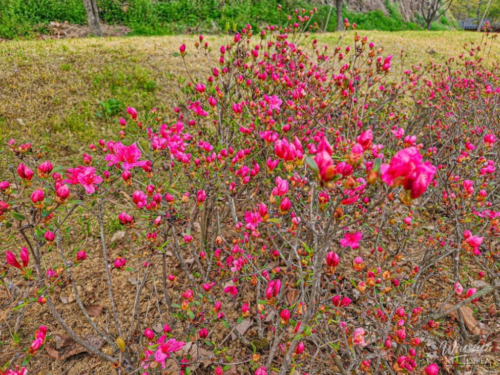 Exploring the Healing Forest of Saenggeo Jincheon_10