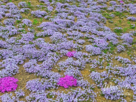 Exploring the Healing Forest of Saenggeo Jincheon_05