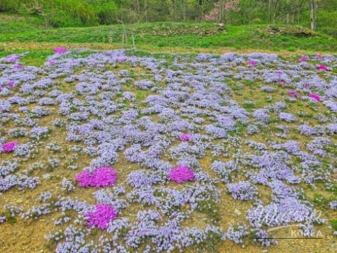 Exploring the Healing Forest of Saenggeo Jincheon_04