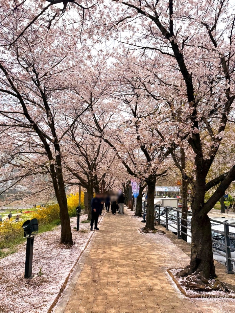Exploring the Anyang Chung-Hoon Cherry Blossom Festival_02