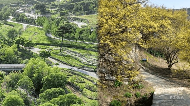 Exploring the Hidden Gems of Bonghwa in Spring_01