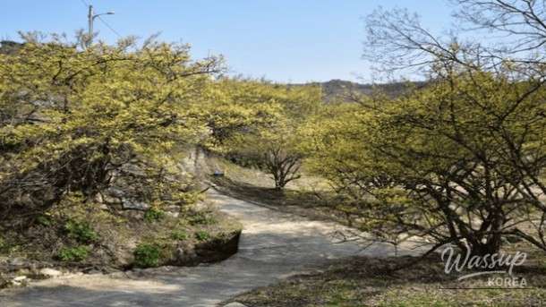 Exploring the Hidden Gems of Bonghwa in Spring_05