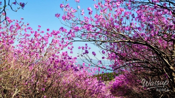 The Enchanting Charm of Palgongsan Gatbawi in April_04