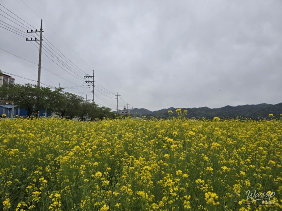A Visit to the Canola Flower Fields in Gyeongnam Geochang_03