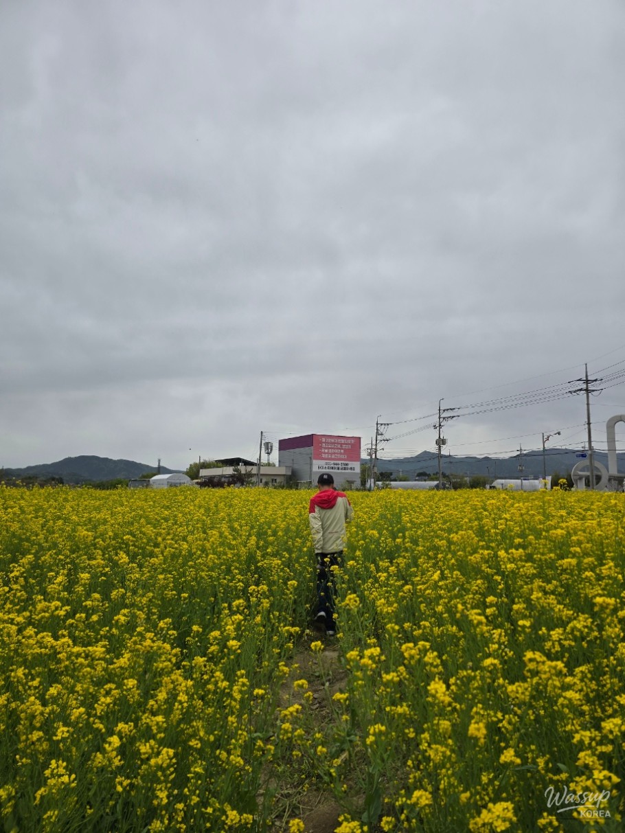 A Visit to the Canola Flower Fields in Gyeongnam Geochang_02