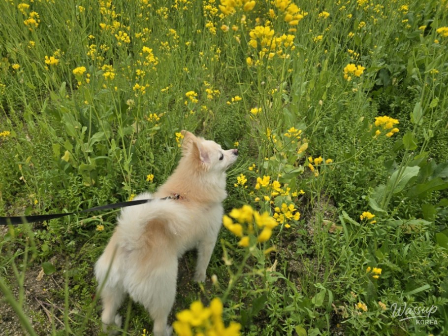 A Visit to the Canola Flower Fields in Gyeongnam Geochang_04