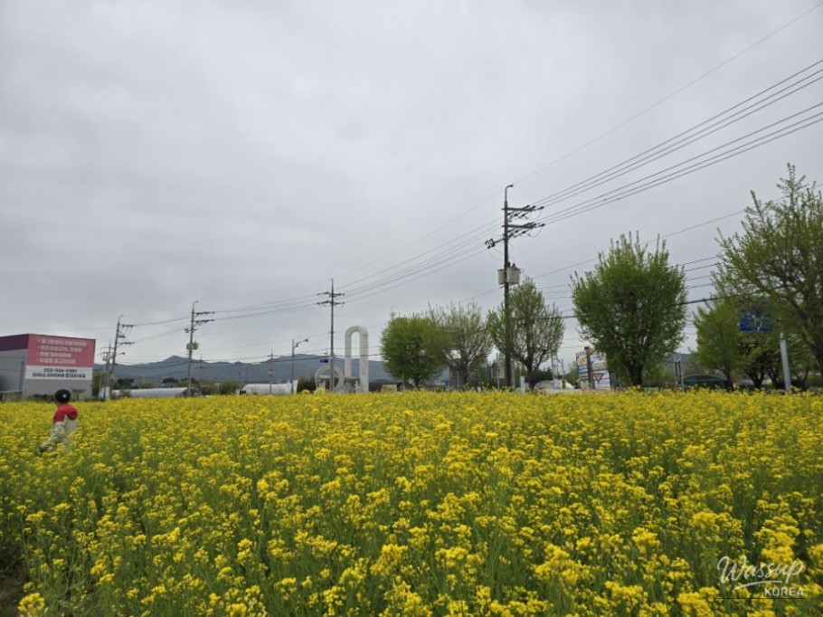 A Visit to the Canola Flower Fields in Gyeongnam Geochang_05