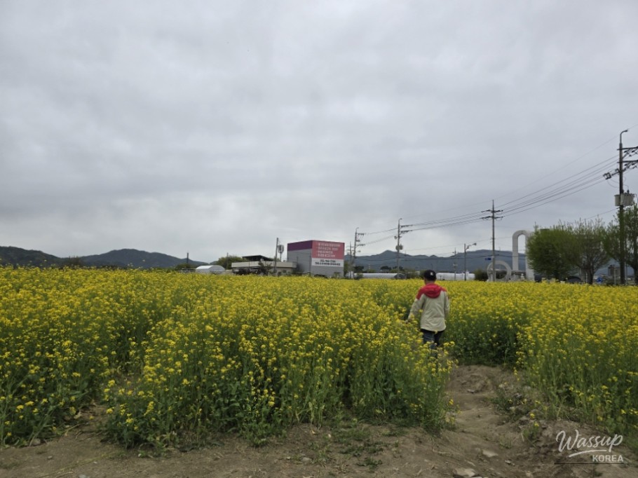 A Visit to the Canola Flower Fields in Gyeongnam Geochang_01