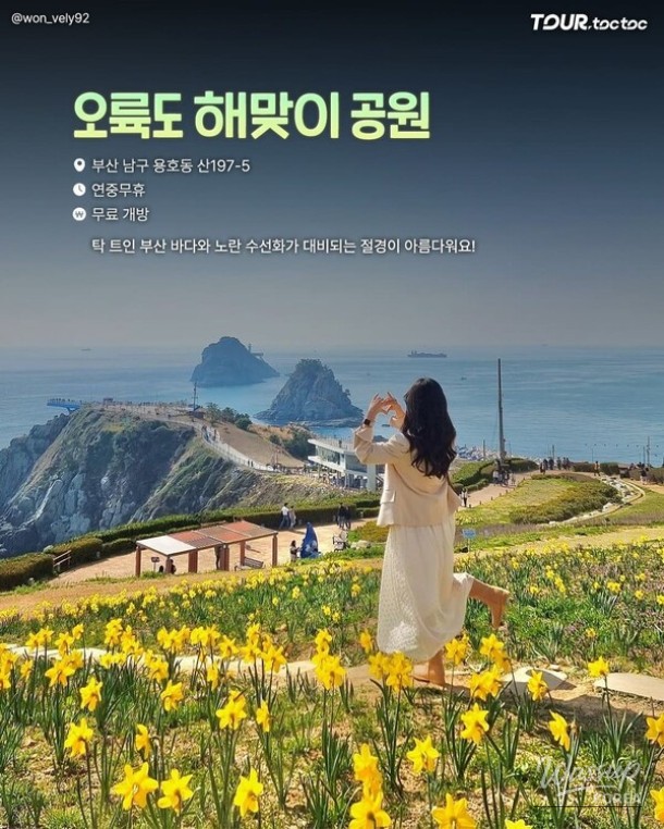 A Comprehensive Guide to the Best Daffodil Spots in Korea for Spring 2026_03
