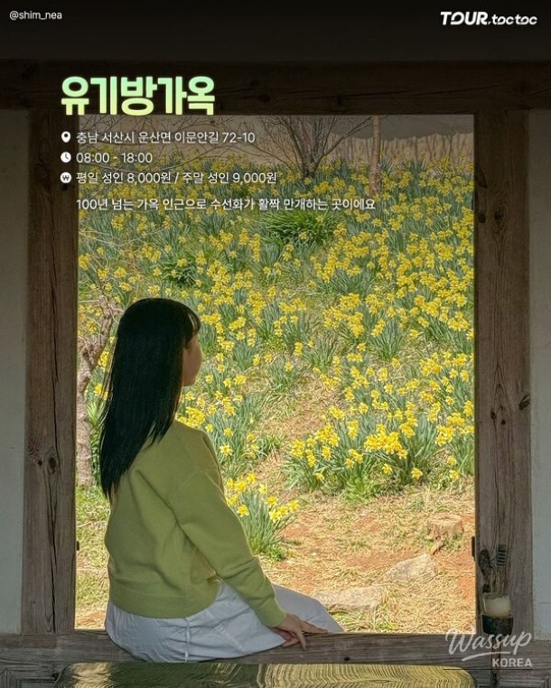 A Comprehensive Guide to the Best Daffodil Spots in Korea for Spring 2026_08