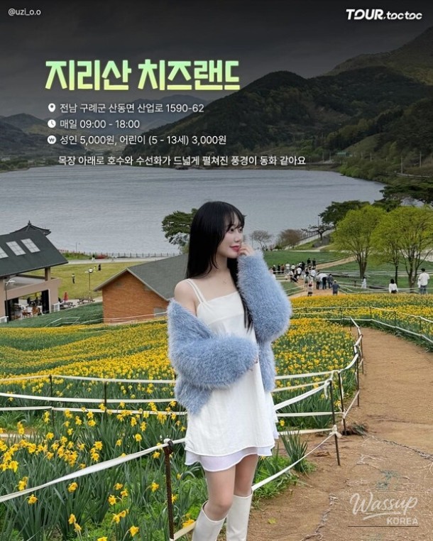 A Comprehensive Guide to the Best Daffodil Spots in Korea for Spring 2026_02