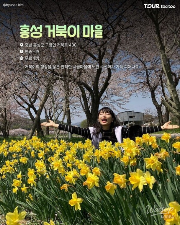 A Comprehensive Guide to the Best Daffodil Spots in Korea for Spring 2026_05