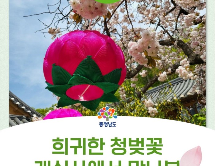 Exploring the Beauty of Gaesimsa Temple and Its Cherry Blossoms float