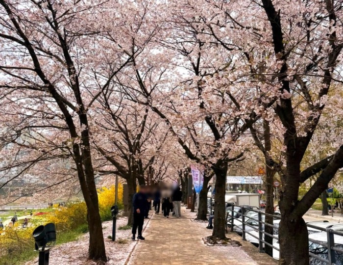 Exploring the Anyang Chung-Hoon Cherry Blossom Festival float