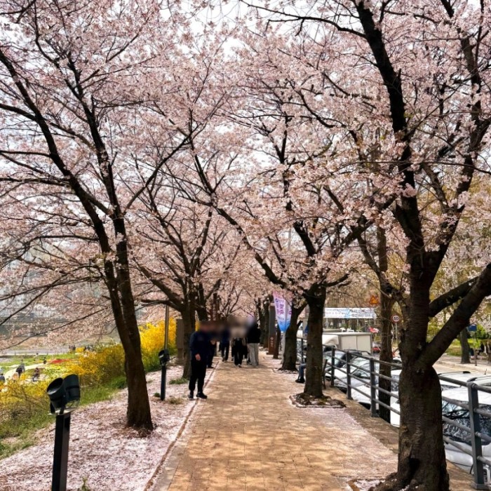 Exploring the Anyang Chung-Hoon Cherry Blossom Festival1698