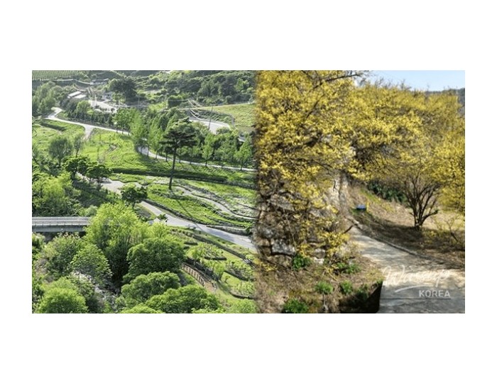 Exploring the Hidden Gems of Bonghwa in Spring float