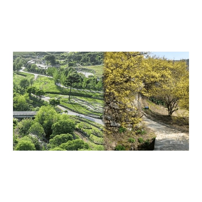 Exploring the Hidden Gems of Bonghwa in Spring3406