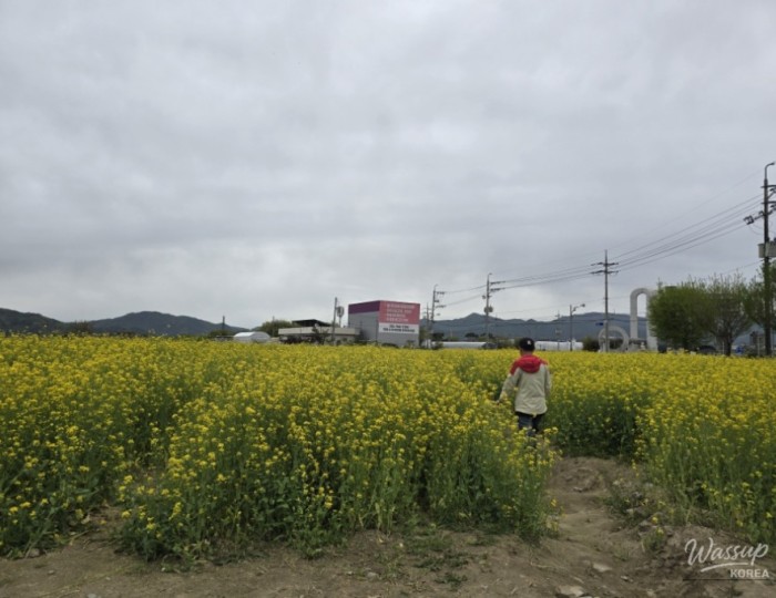 A Visit to the Canola Flower Fields in Gyeongnam Geochang float