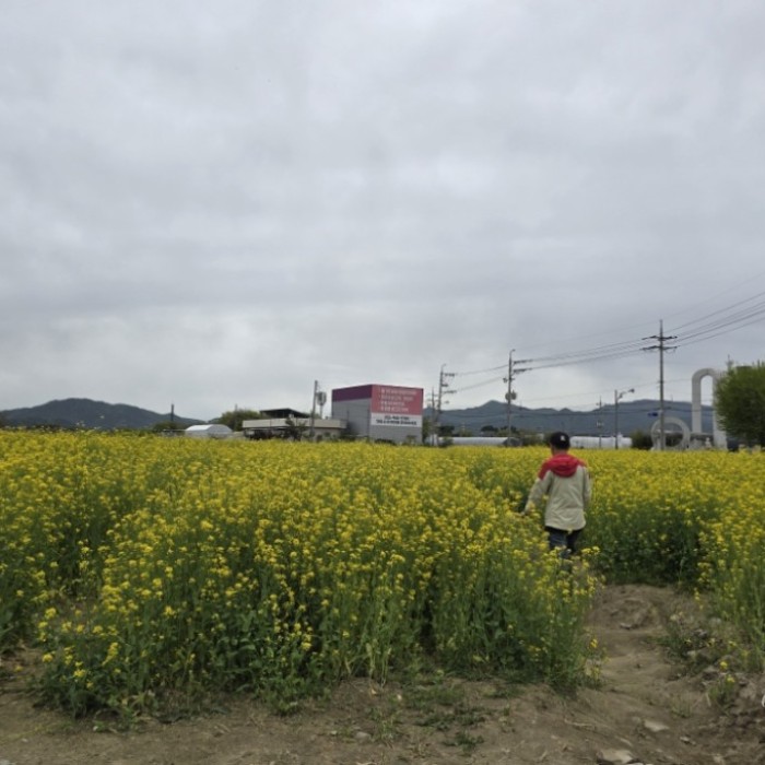 A Visit to the Canola Flower Fields in Gyeongnam Geochang3412