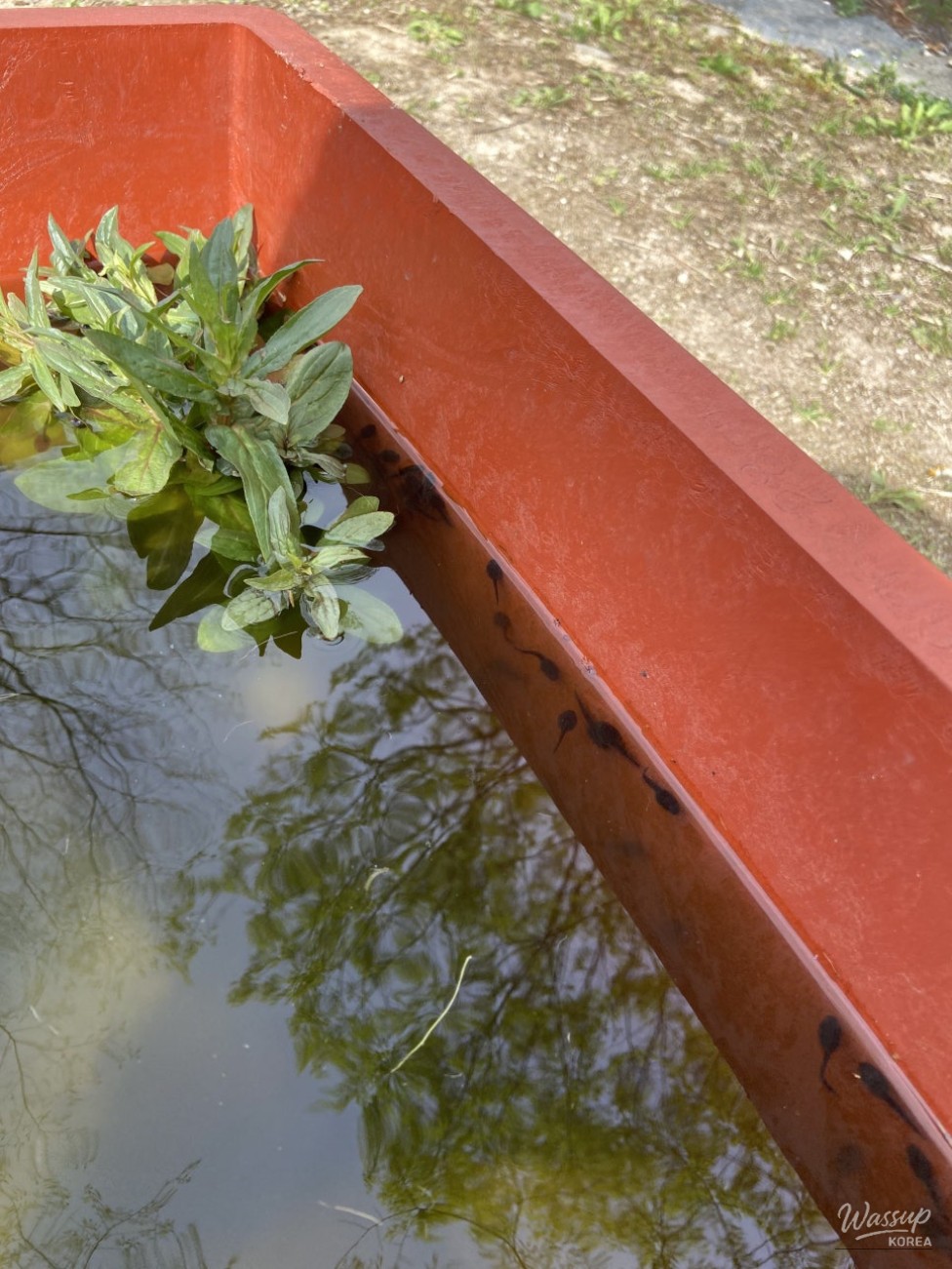 Exploring Nature at Byeolcheonjis Forest School in Jeungpyeong_07