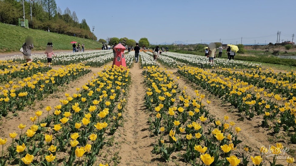 Spring Outing in Paju: Exploring the Tulip Fields_02