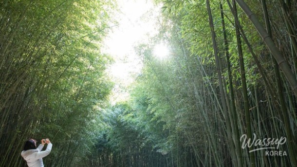 Discover the Spring Wonders of Ulsan: Migratory Bird Travel Bus_05