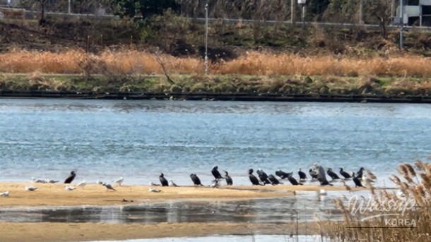 Discover the Spring Wonders of Ulsan: Migratory Bird Travel Bus_01