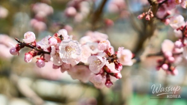 Exploring the Beauty of Darangi Village in April_05