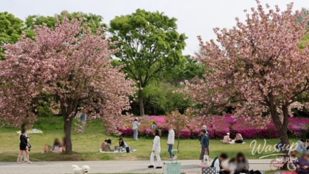 Discover the Beauty of Misakgyeongjeong Park in Spring_02