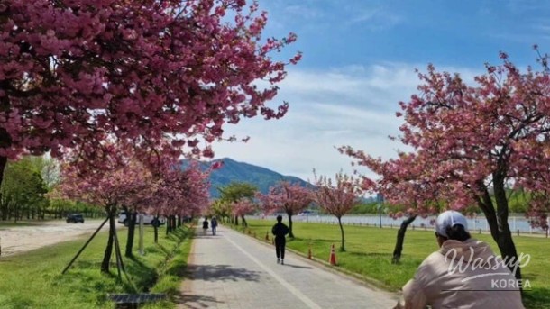 Discover the Beauty of Misakgyeongjeong Park in Spring_03